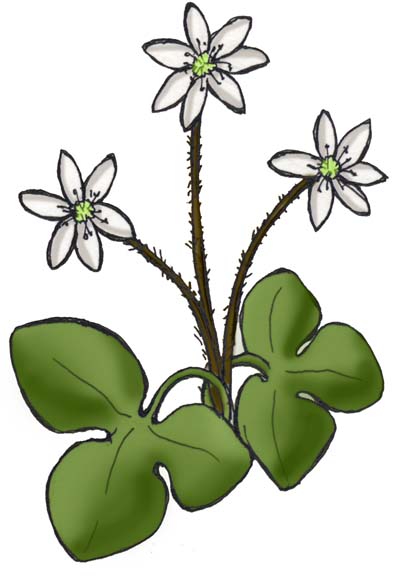 Hepatica (Round-Lobed)